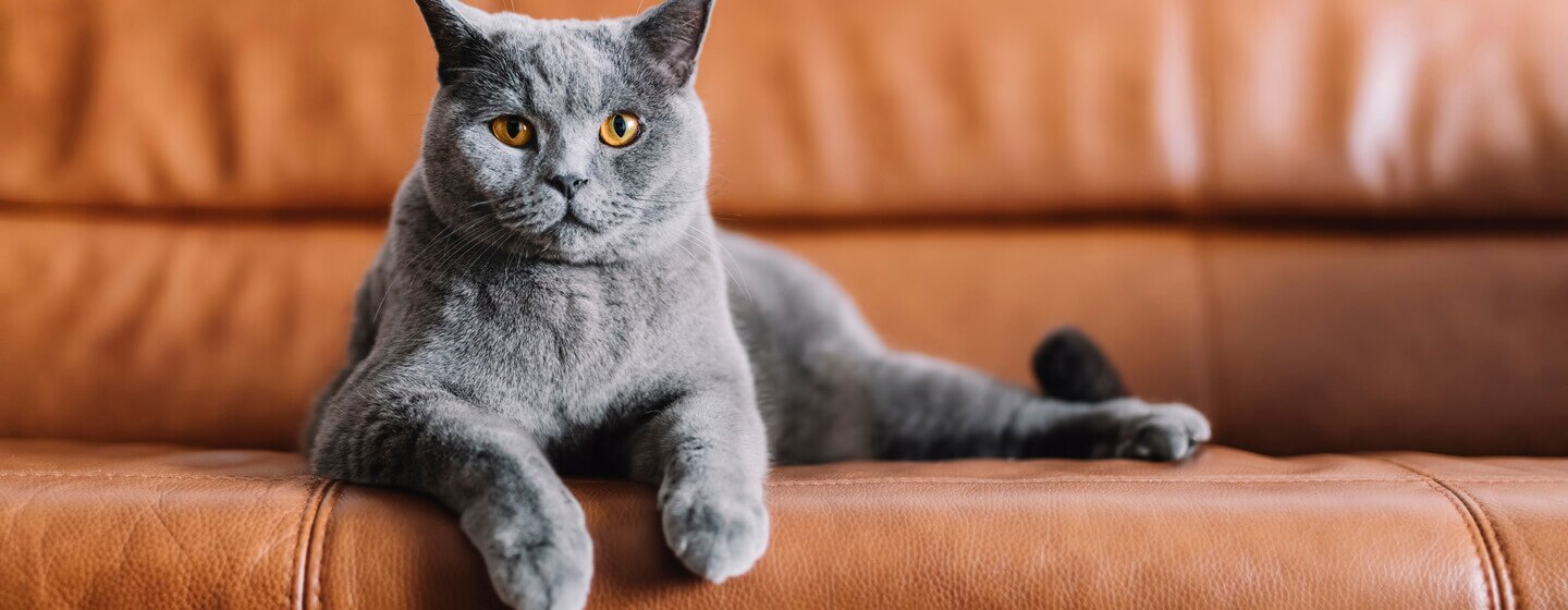 Katzen Das Kratzen An Türen Abgewöhnen